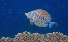 IMG_0595rfn_Maldives_Madoogali_House reef_Poisson chirurgien Voilier_Zebrasoma desjardinii